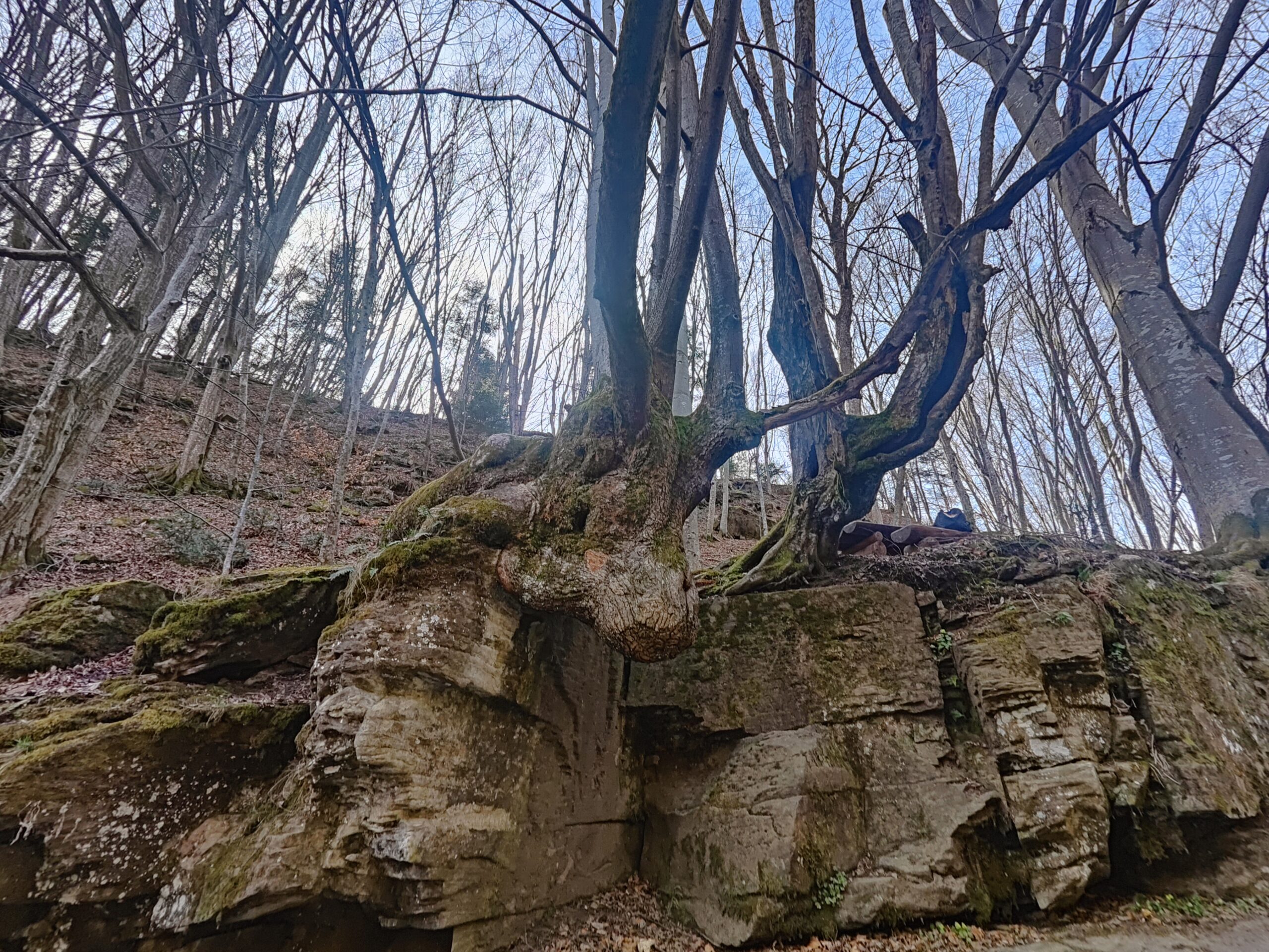 oplus_0